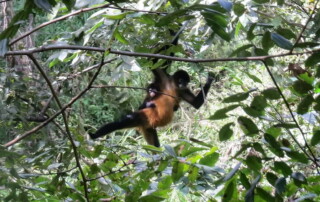 Black handed spider monkeys in the cloud jungles of Costa Rica