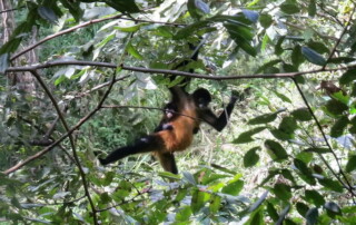 Central American spider monkeys in the rainforest of Costa Rica