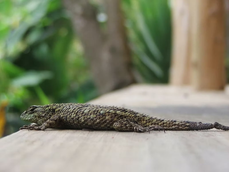 Emerald swift lizard in our cabin