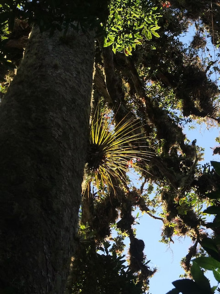 Trees in the Costa Rican jungle