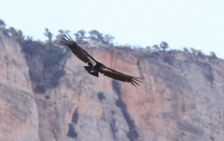 California condor flying across Zion National Park, one of the largest bird