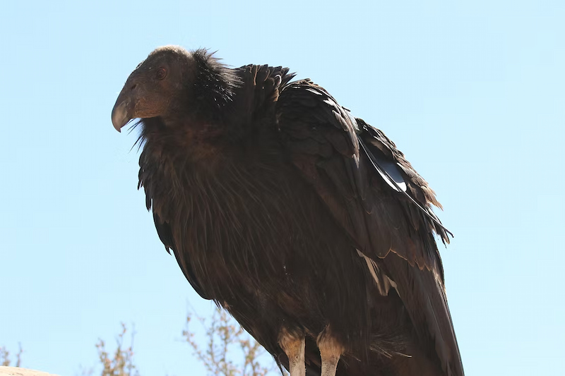 Condors in Zion National Park