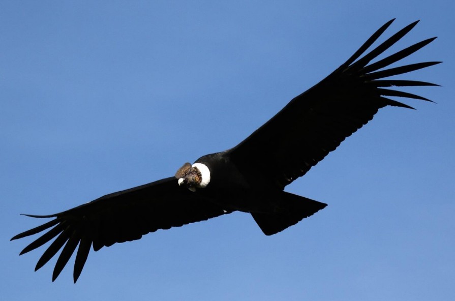 Andean Condor soaring above the cliffs at Chakana Reserve, Ecuador