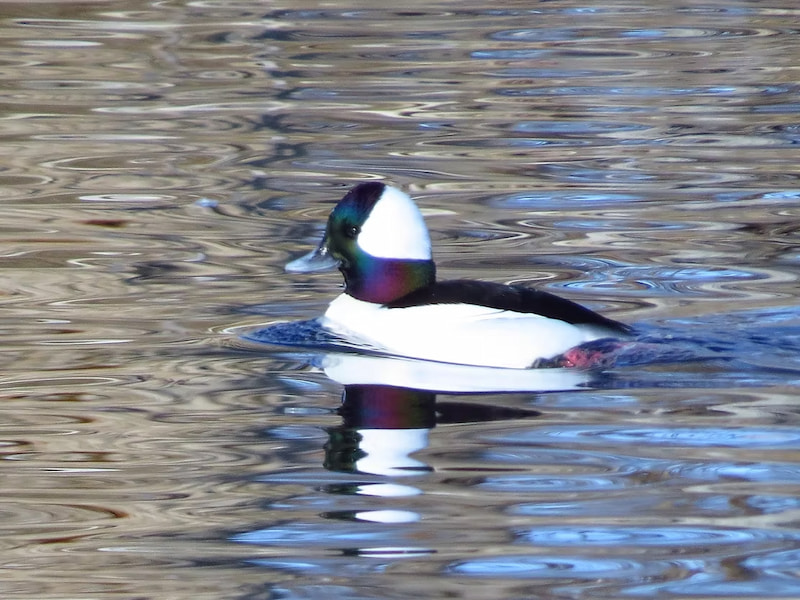 Male bufflehead duck in the conference of the birds in Denver