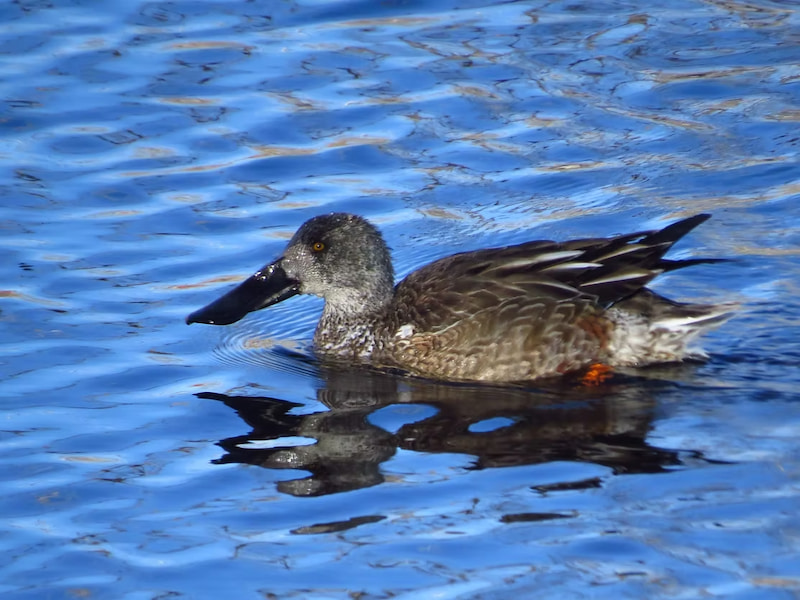 Female Northern Shoveler duck in the conference of the birds in Denver
