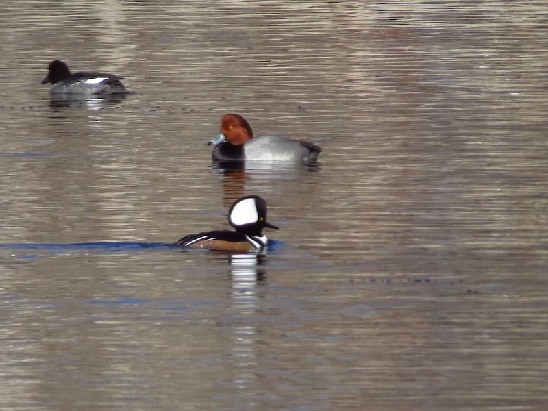 A male hooded merganser & redhead duck in the conference of birds in Denver