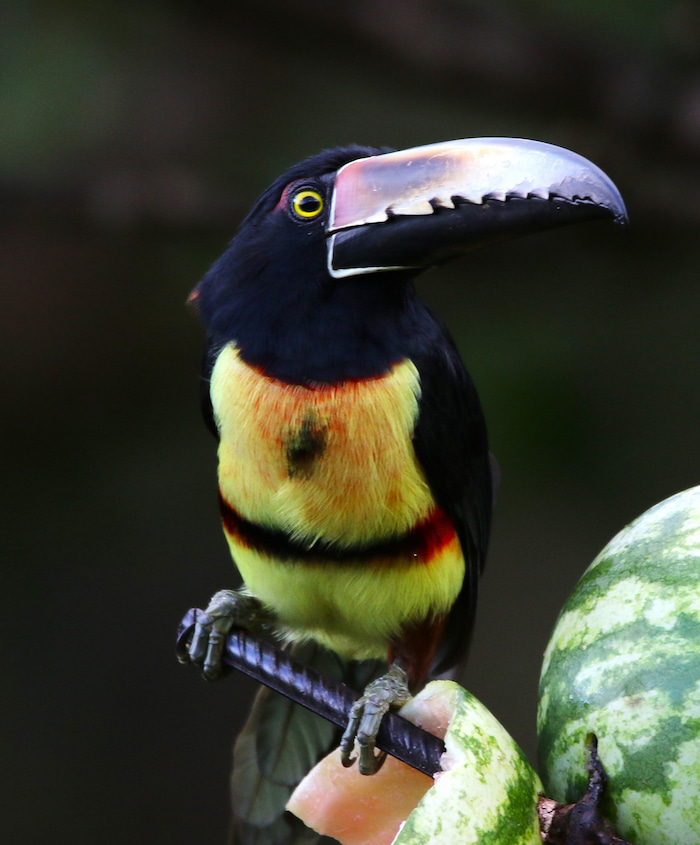 A Collared Aracari in Costa Rica