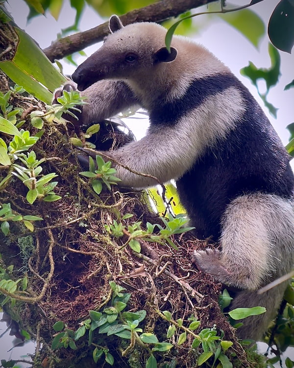 A Lesser Tamandua anteater in Costa Rica