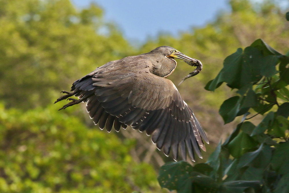 A Bare-throated Tiger Heron on the Tarcoles River, Costa Rica