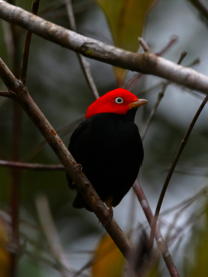 A Red-capped Manakin at Yatama Lodge in Costa Rica