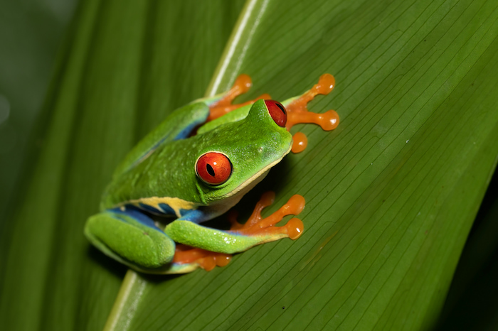 A red-eyed tree frog in Costa Rica