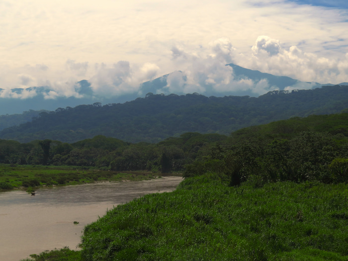 We will explore the Tarcoles River by boat
