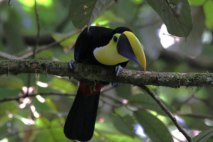Scarlet Macaw near Carara National Park in Costa Rica