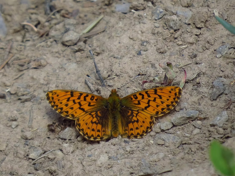 Common butterfly spotted