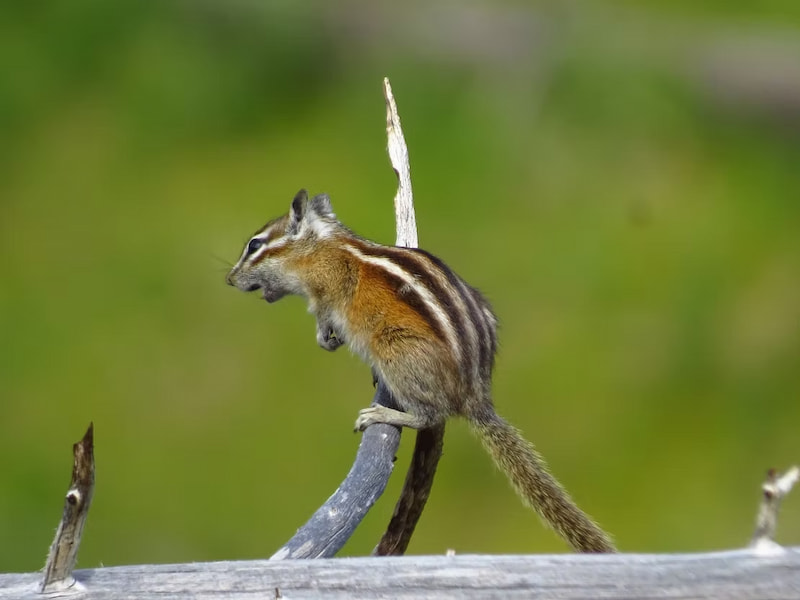 Wild chipmunk spotted on the trail