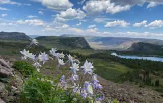 Wild columbines the Colorado state flower growing in the cradle of wilderness