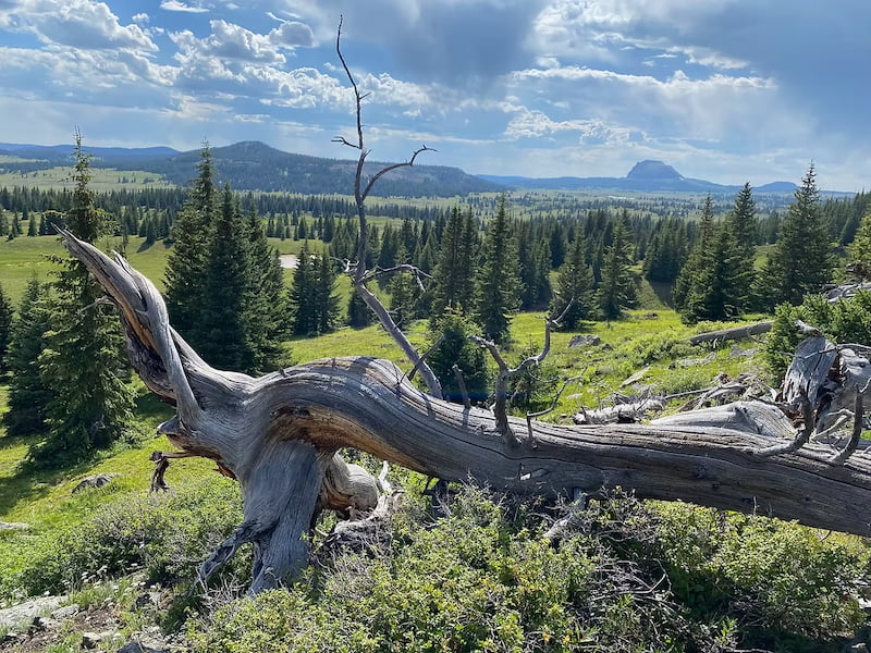 Fallen tree in the view