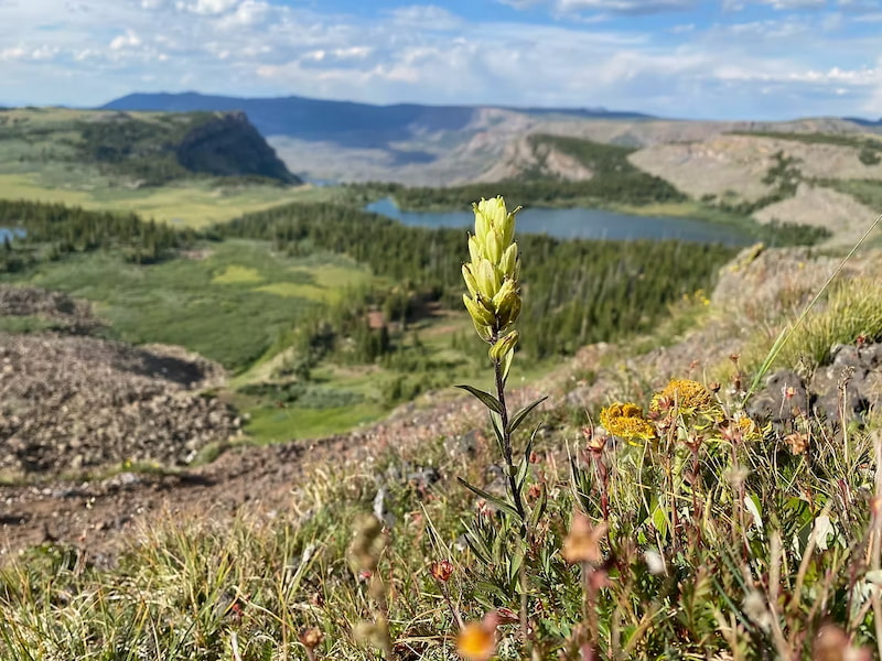 View of wild flowers and Flat Tops of Colorado's cradle of wilderness