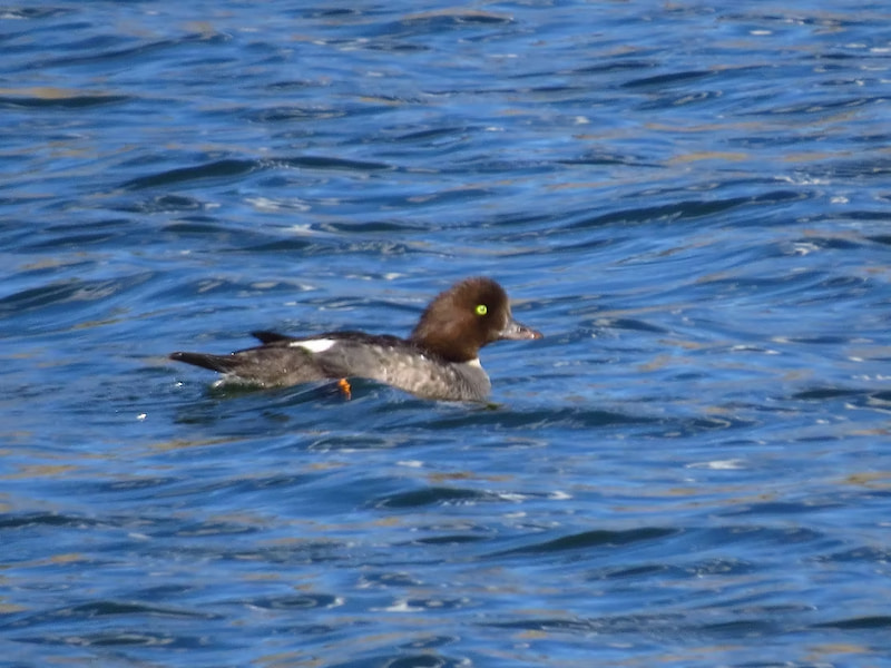 Female goldeneye duck in the lake