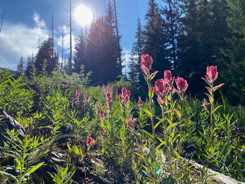 The beautiful Indian Paintbrush wildflowers