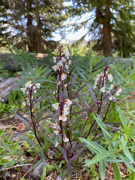 Lousewort wild flower