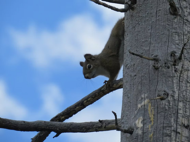 Red squirrel up in the trees