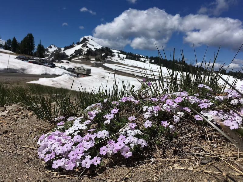 Phlox flowers