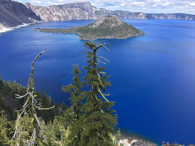 White Bark Pine Trees at Crater Lake National Park