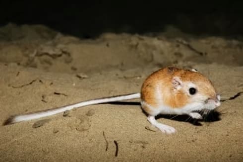 Kangaroo rat in Great Sand Dunes National Park Colorado