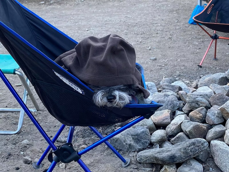 My dog keeping warm in a camping chair