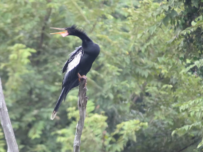 Anhinga bird in the Amazon