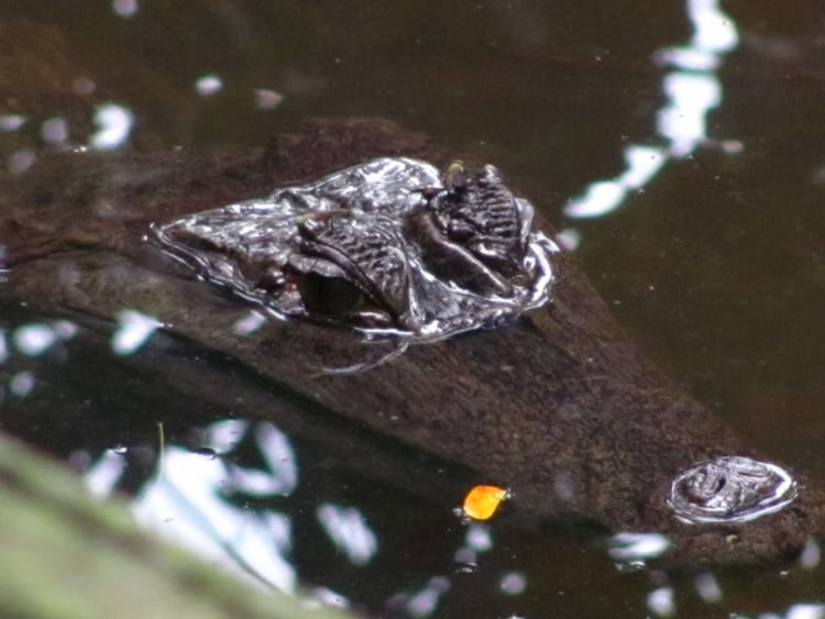 Black spectacled caiman in the river