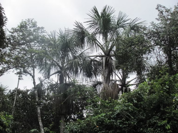 Moriche Palms