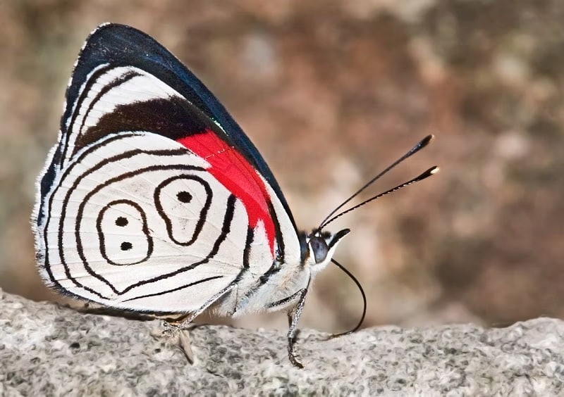 Beautiful butterfly with intricate design on it's wings
