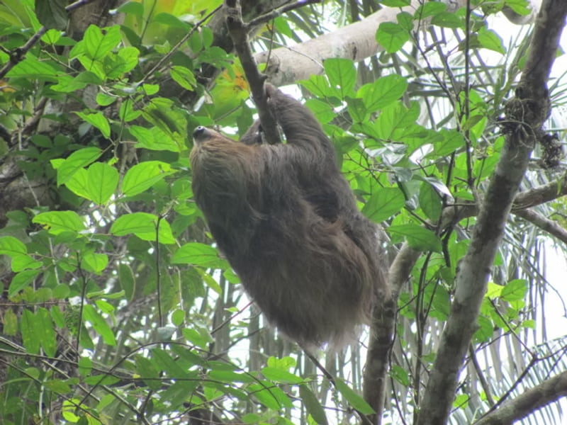 Two toed sloth in the amazon