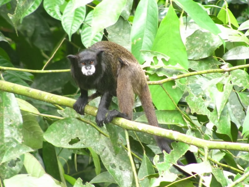 Black mantled tamarin monkey