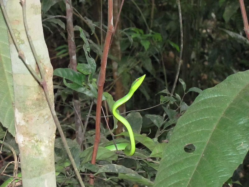 Green vine snake