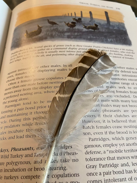 Prairie Chicken feather inside a biology book