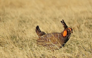 Male greater prairie chicken aka grouse displaying out on the grasslands of Colorado
