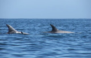 Riding on the Back of a Risso's Dolphin in Santa Barbara California