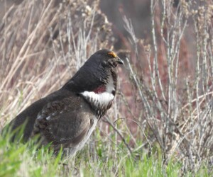 A Dusky Grouse displays in a meadow in Rocky Mountain National Park 