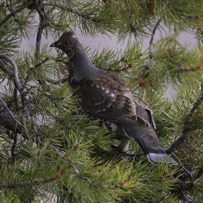 A Dusky Grouse in a pine tree in Colorado
