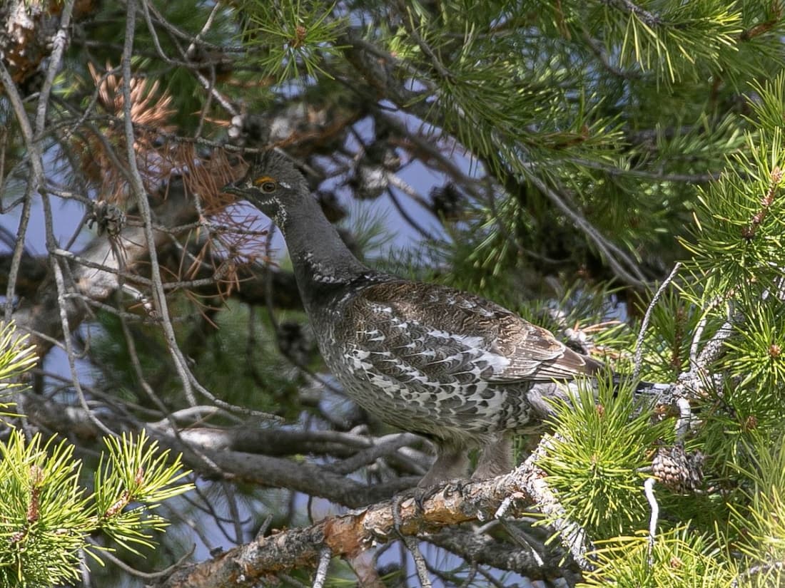 A Dusky Grouse near Silverthorne, Colorado