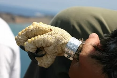 Banding a juvenile bald eagle on Catalina Island