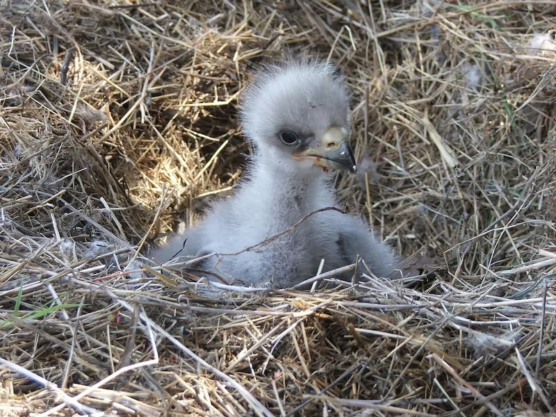 Baby eagle in it's nest on Catalina Island