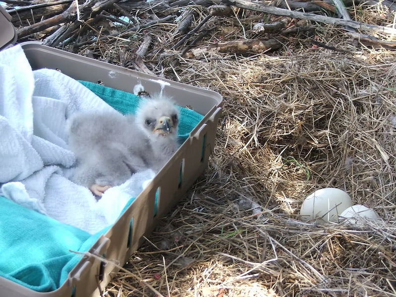 Bald eagle chic ready to go back to the nest