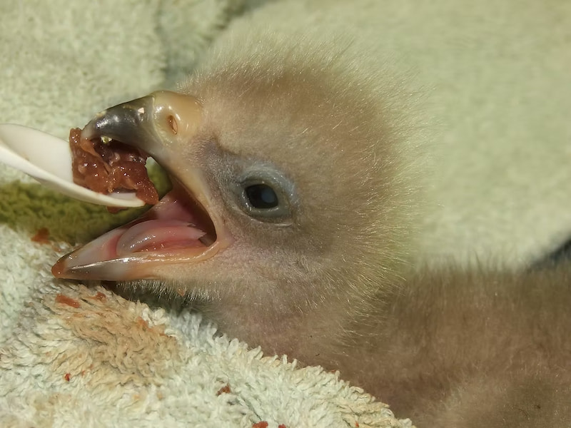 Feeding baby bald eagle