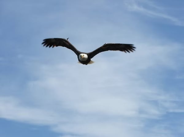Male bald eagle on Catalina Island