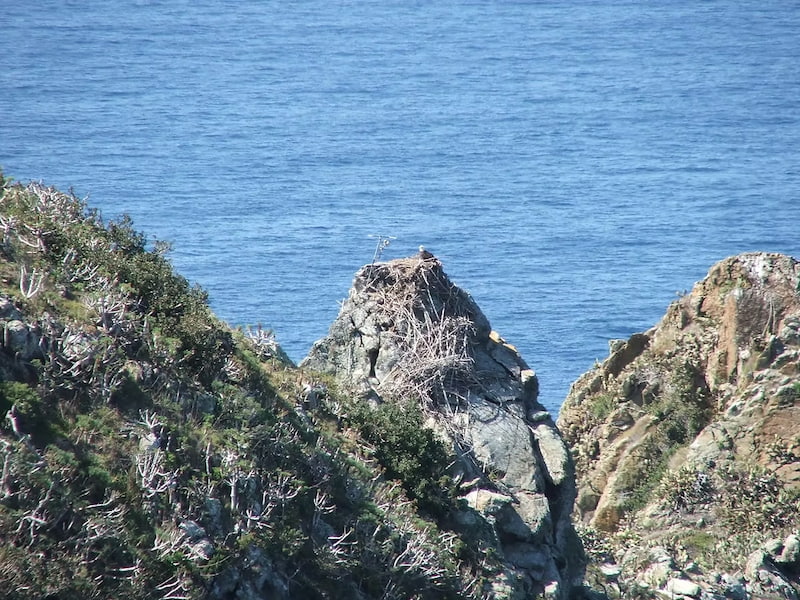 Eagle at nest on Catalina Island