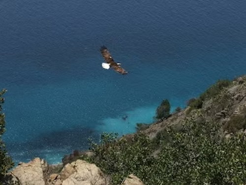Bald Eagle soaring over nest on Catalina Island